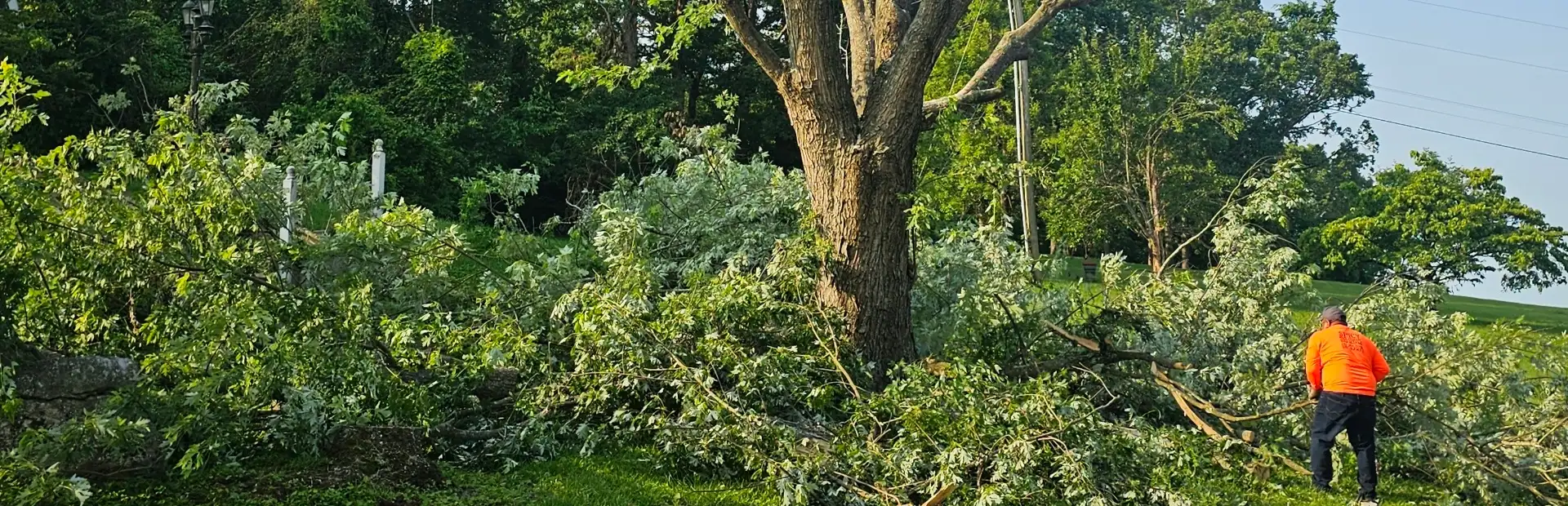 24 Hour Emergency Tree Service bg