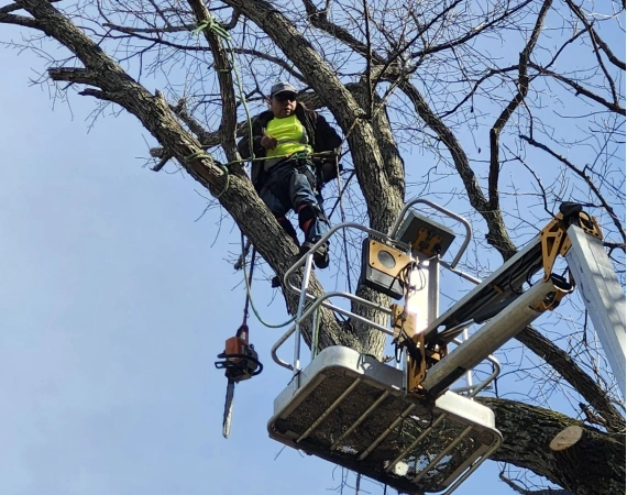 Commercial Tree Services