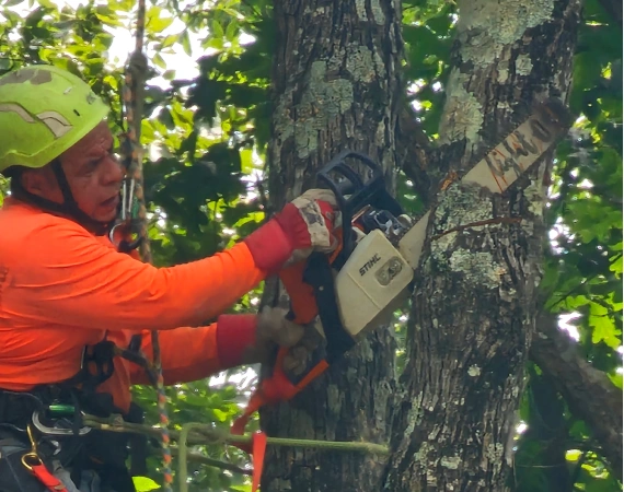 Spicy Tree Service about media1