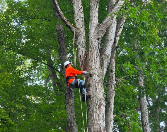 Spicy Tree Service home media1