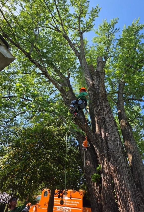 Spicy Tree Service home media2