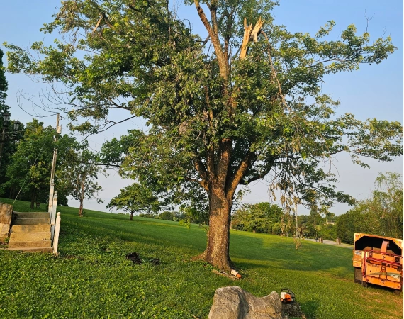 Spicy Tree Service home media3