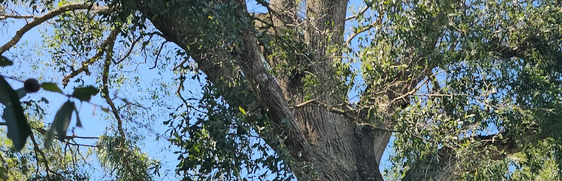 Tree Removal bg