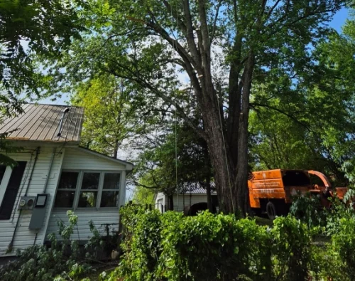 Tree Safety Evaluations