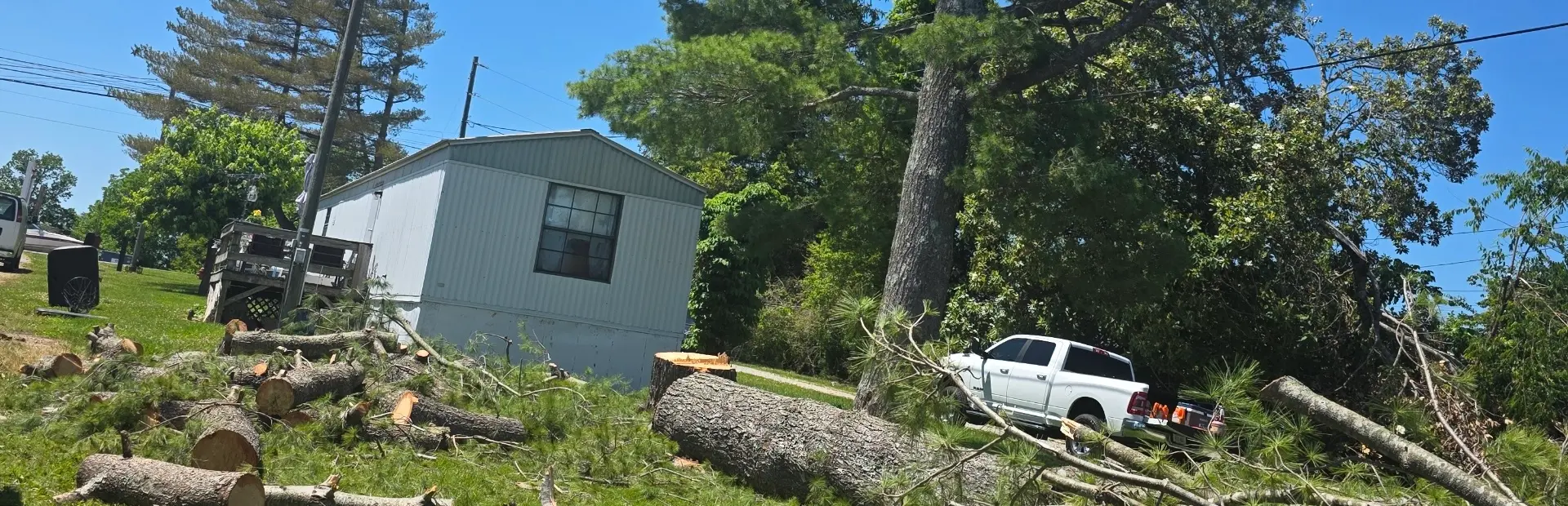 Tree Safety Evaluations bg
