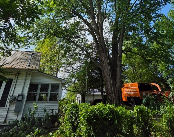 Tree Safety Evaluations