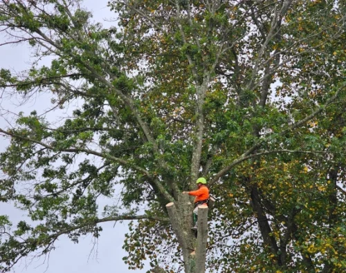 Tree Trimming & Pruning