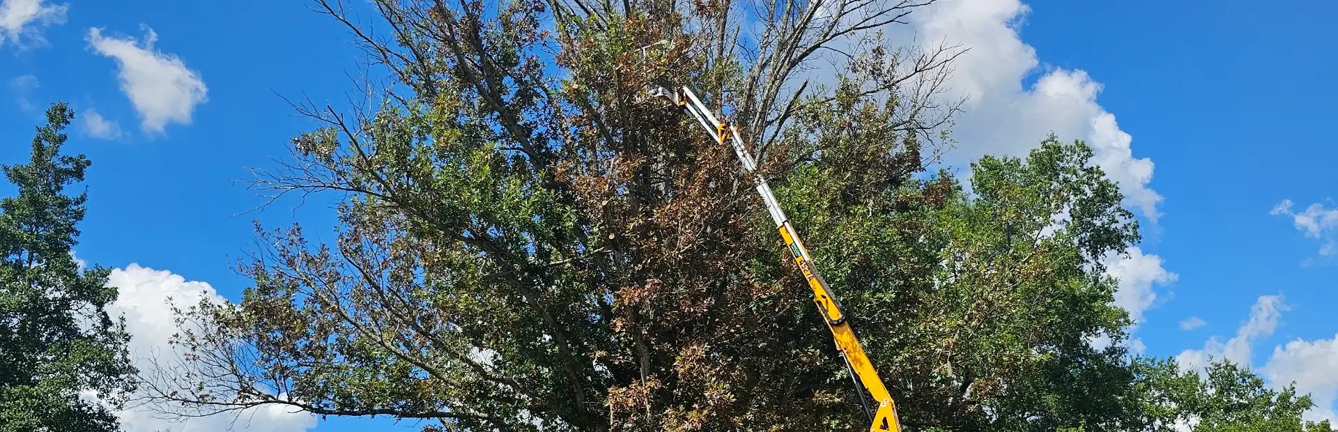 Tree Trimming & Pruning bg