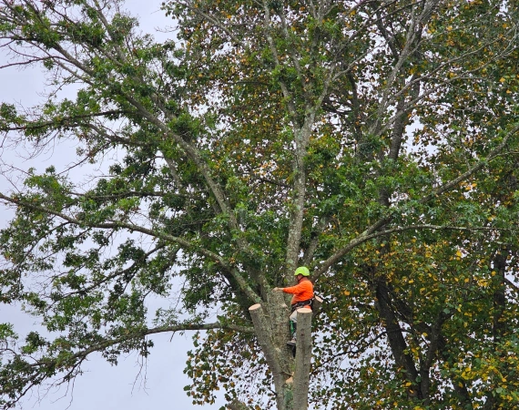 Tree Trimming & Pruning